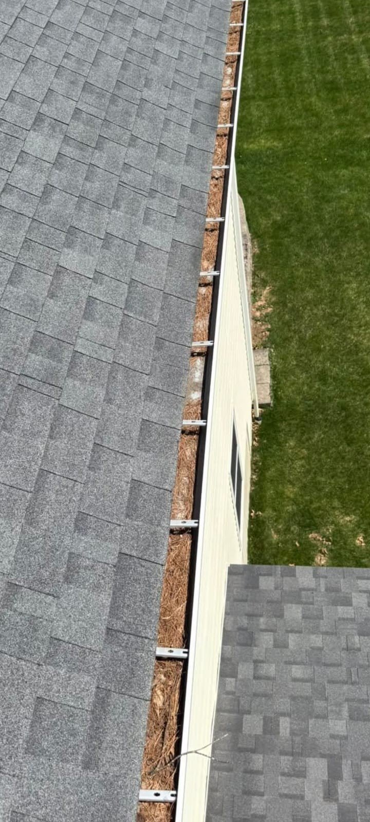 Gutter guard clogged with pine needles before cleaning